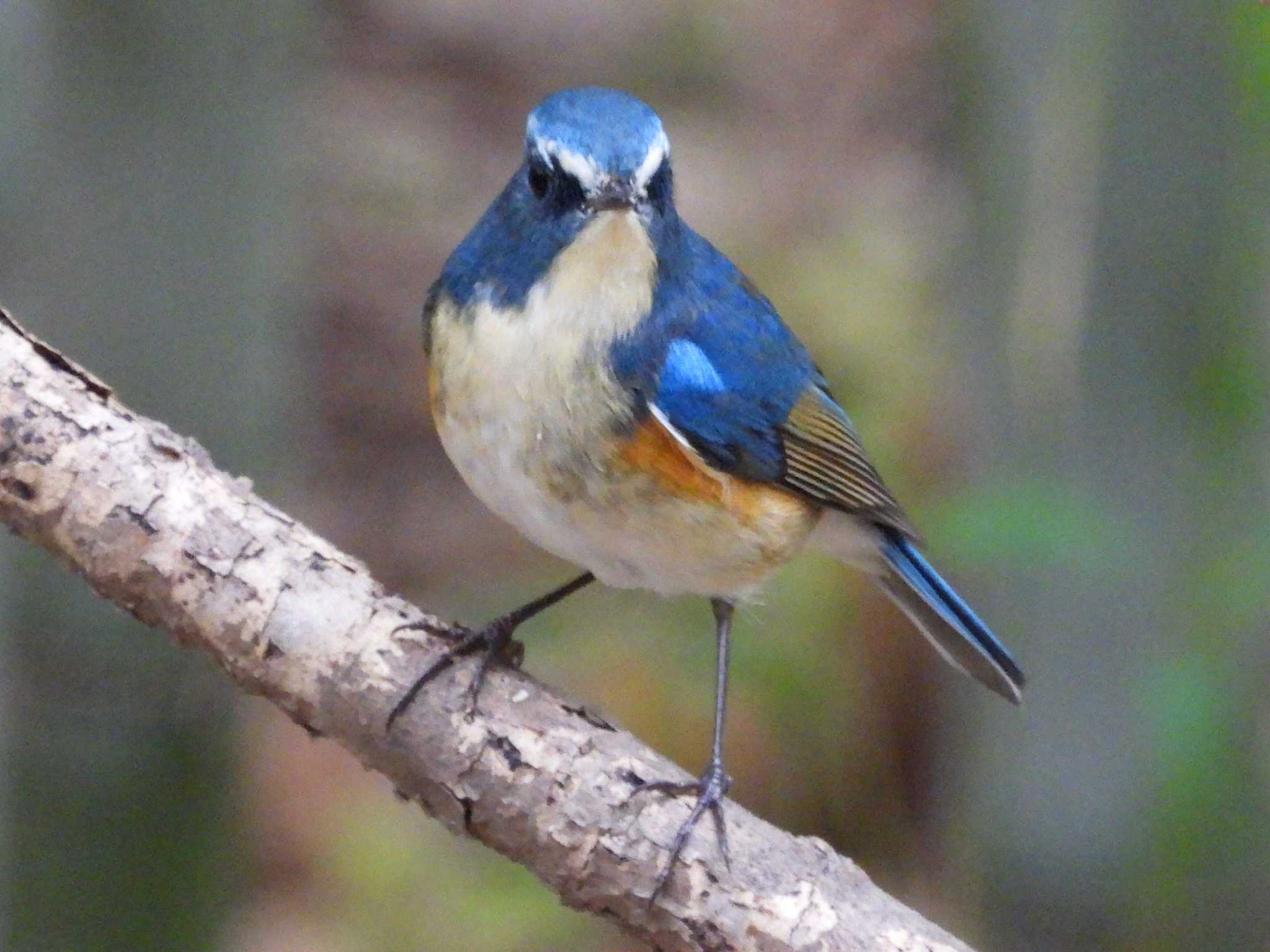 秋ヶ瀬公園(野鳥の森) ルリビタキの写真