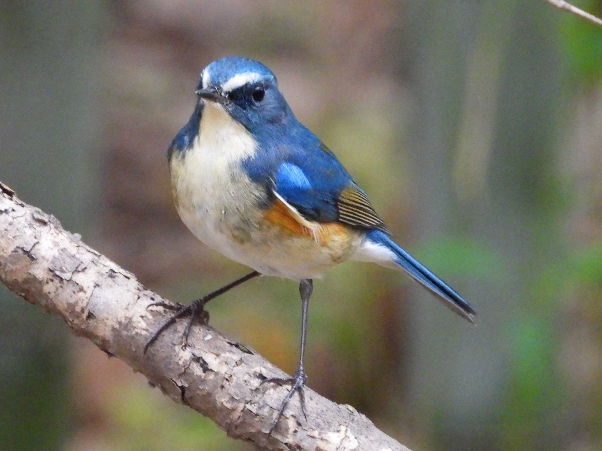 秋ヶ瀬公園(野鳥の森) ルリビタキの写真