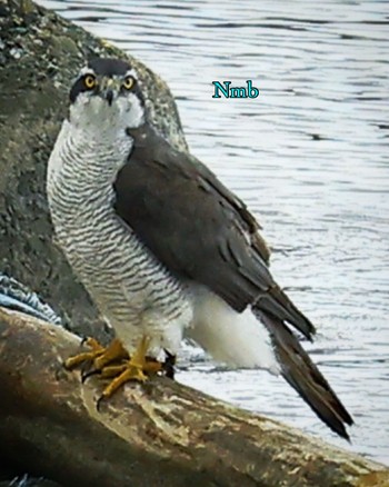 Eurasian Goshawk Unknown Spots Fri, 12/2/2022