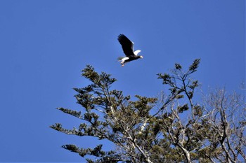 Steller's Sea Eagle 中禅寺湖 Sat, 12/3/2022