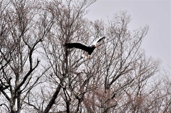 オオワシ 中禅寺湖 2022年12月3日(土)