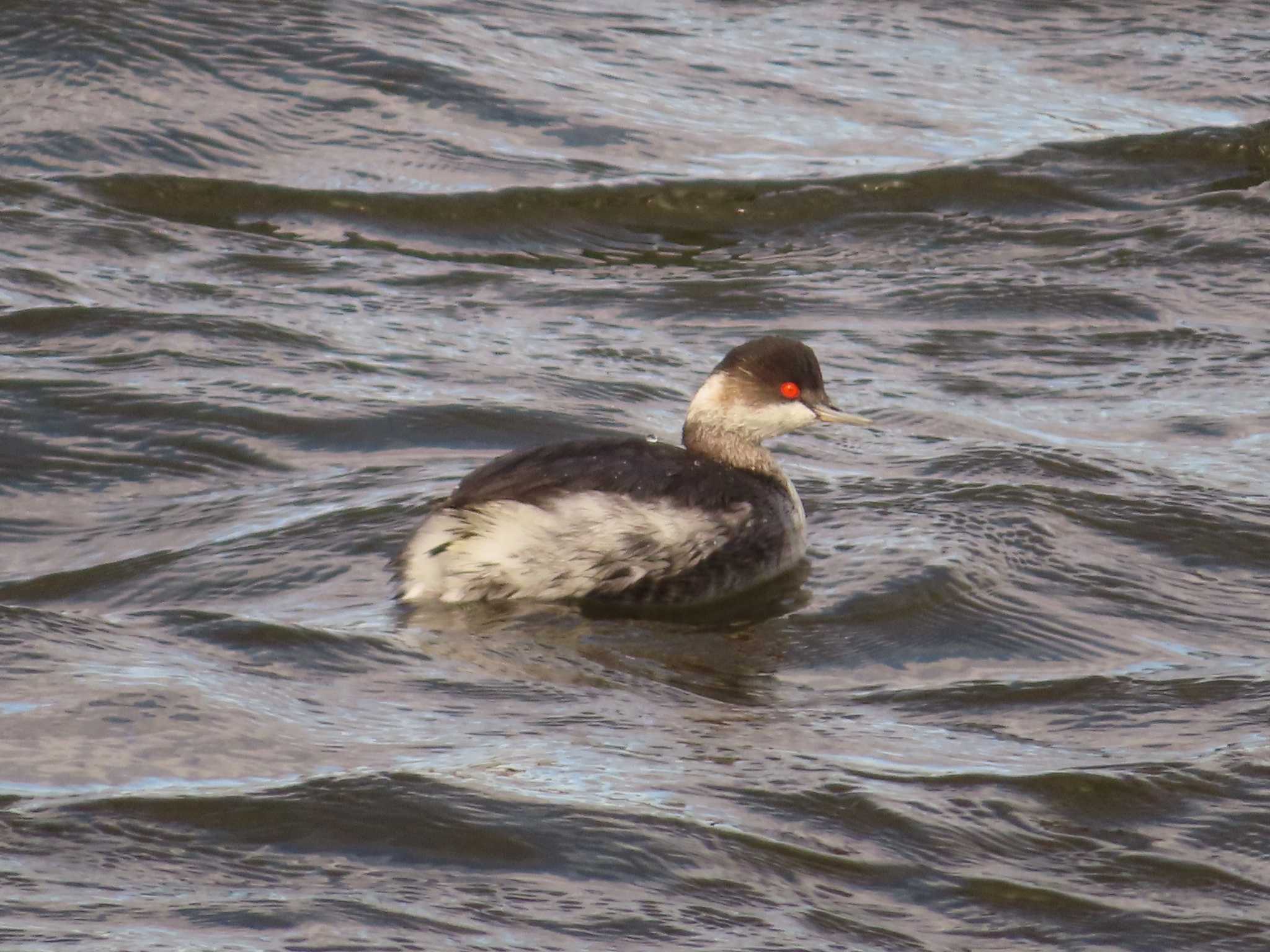 Black-necked Grebe