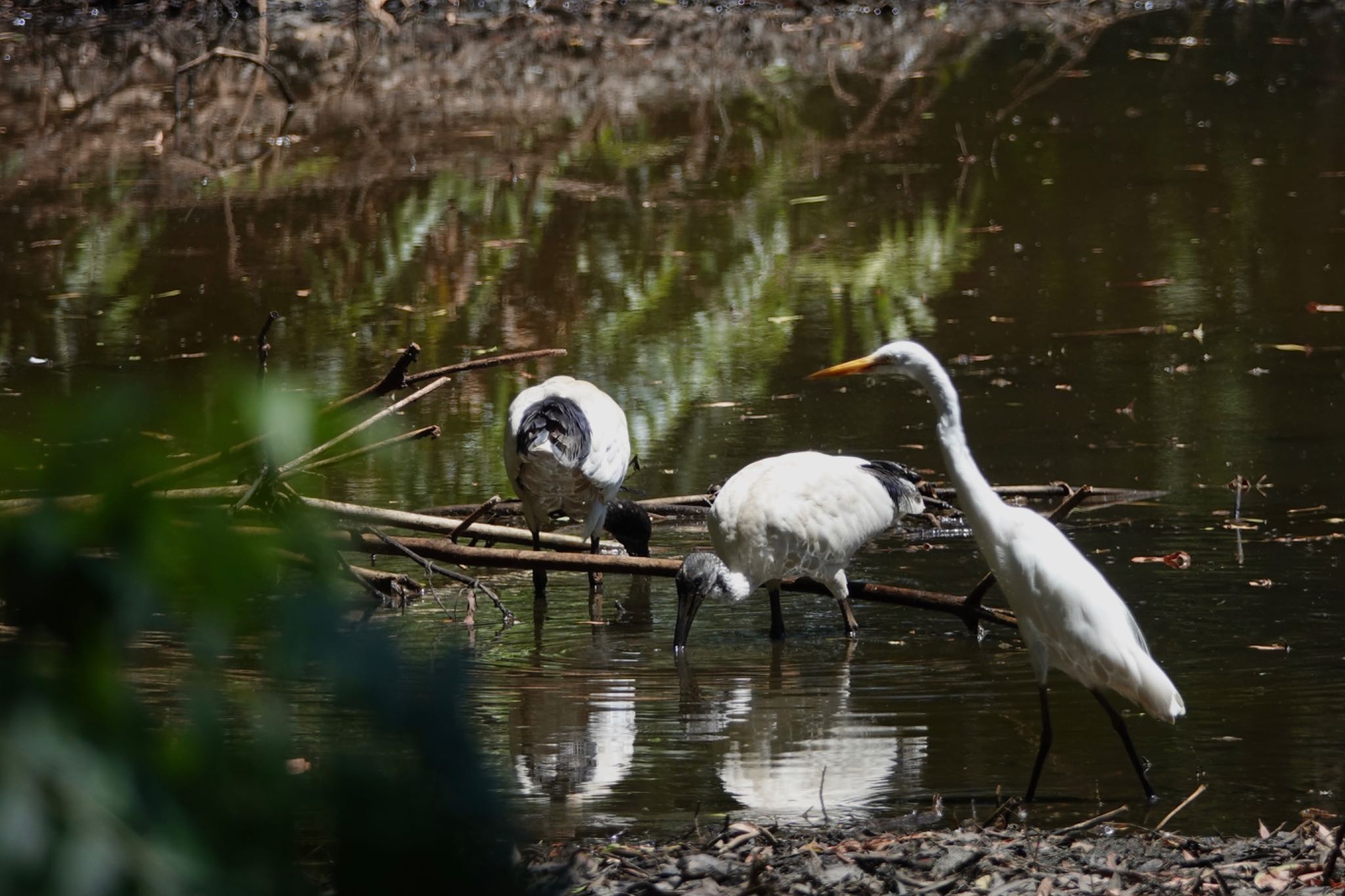 Cattana Wetlands(Cairns) オーストラリアクロトキの写真 by のどか