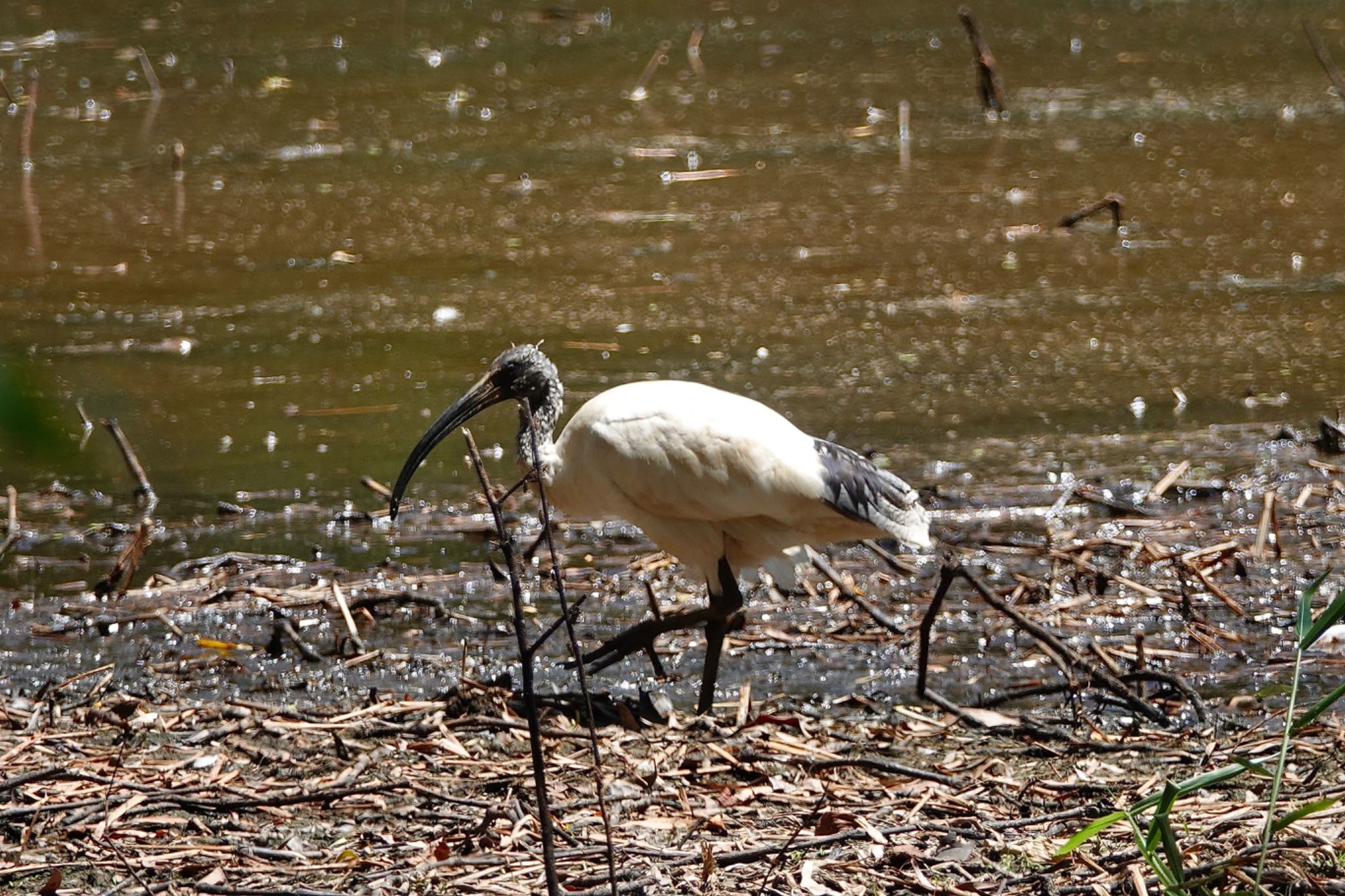 Cattana Wetlands(Cairns) オーストラリアクロトキの写真 by のどか