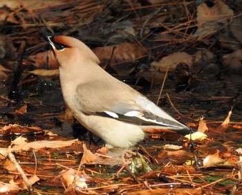 Bohemian Waxwing 大阪府箕面市 Sun, 3/4/2018