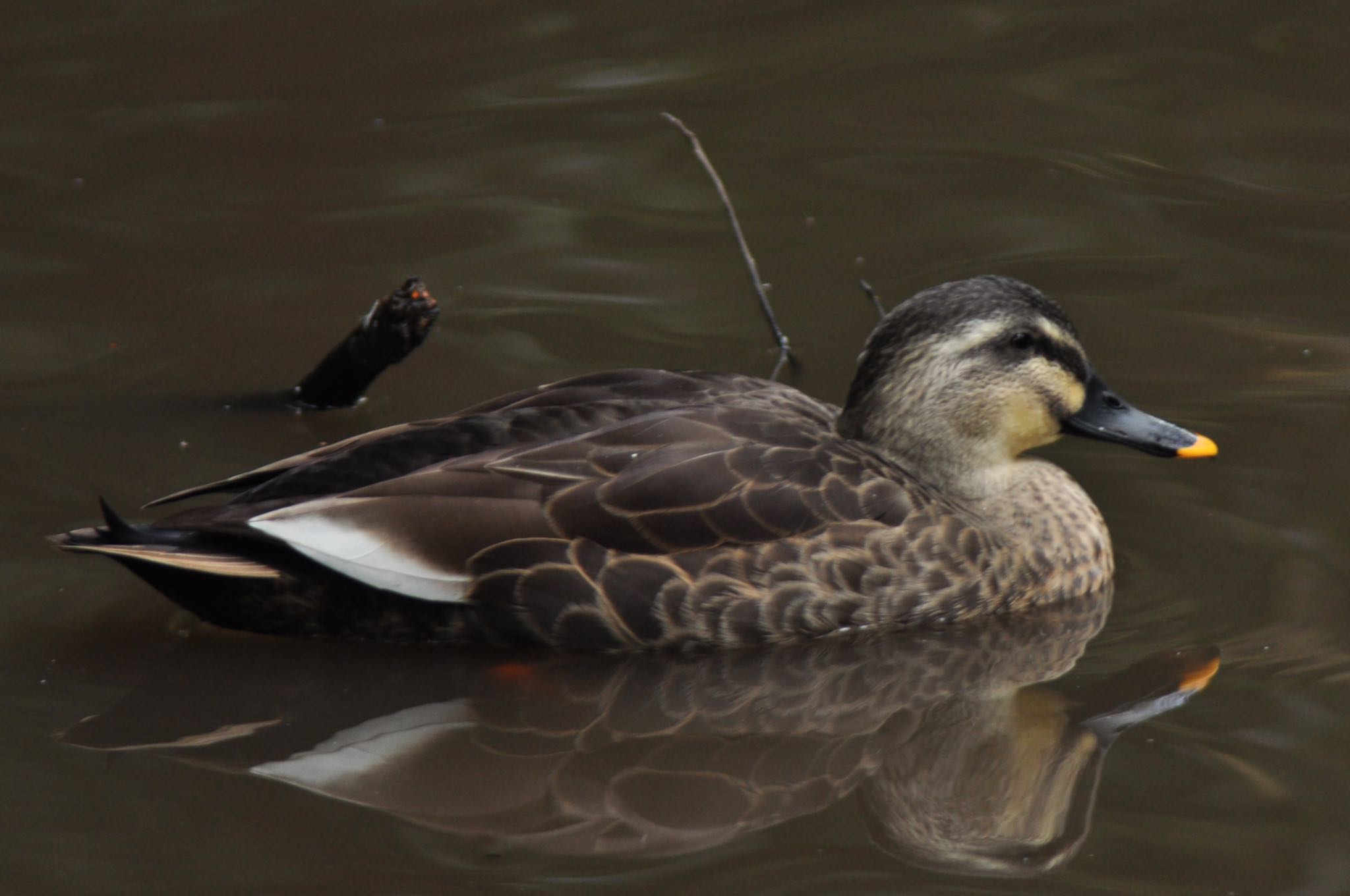 Photo of Eastern Spot-billed Duck at Higashitakane Forest park by まさ