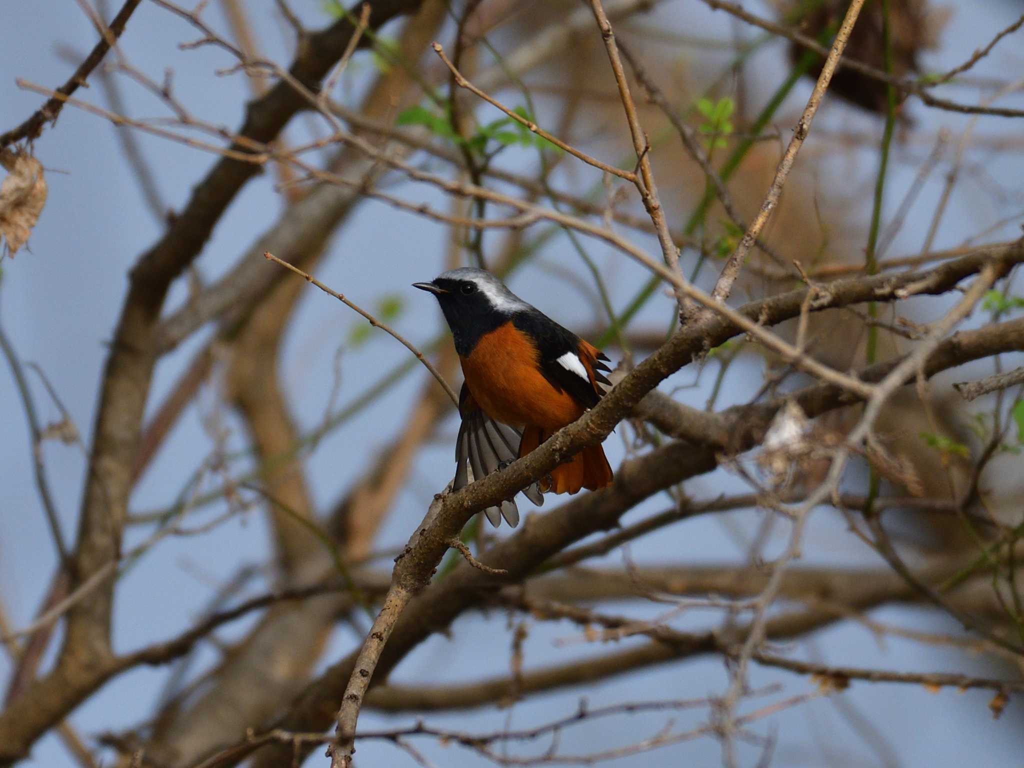 Photo of Daurian Redstart at Watarase Yusuichi (Wetland) by 80%以上は覚えてないかも