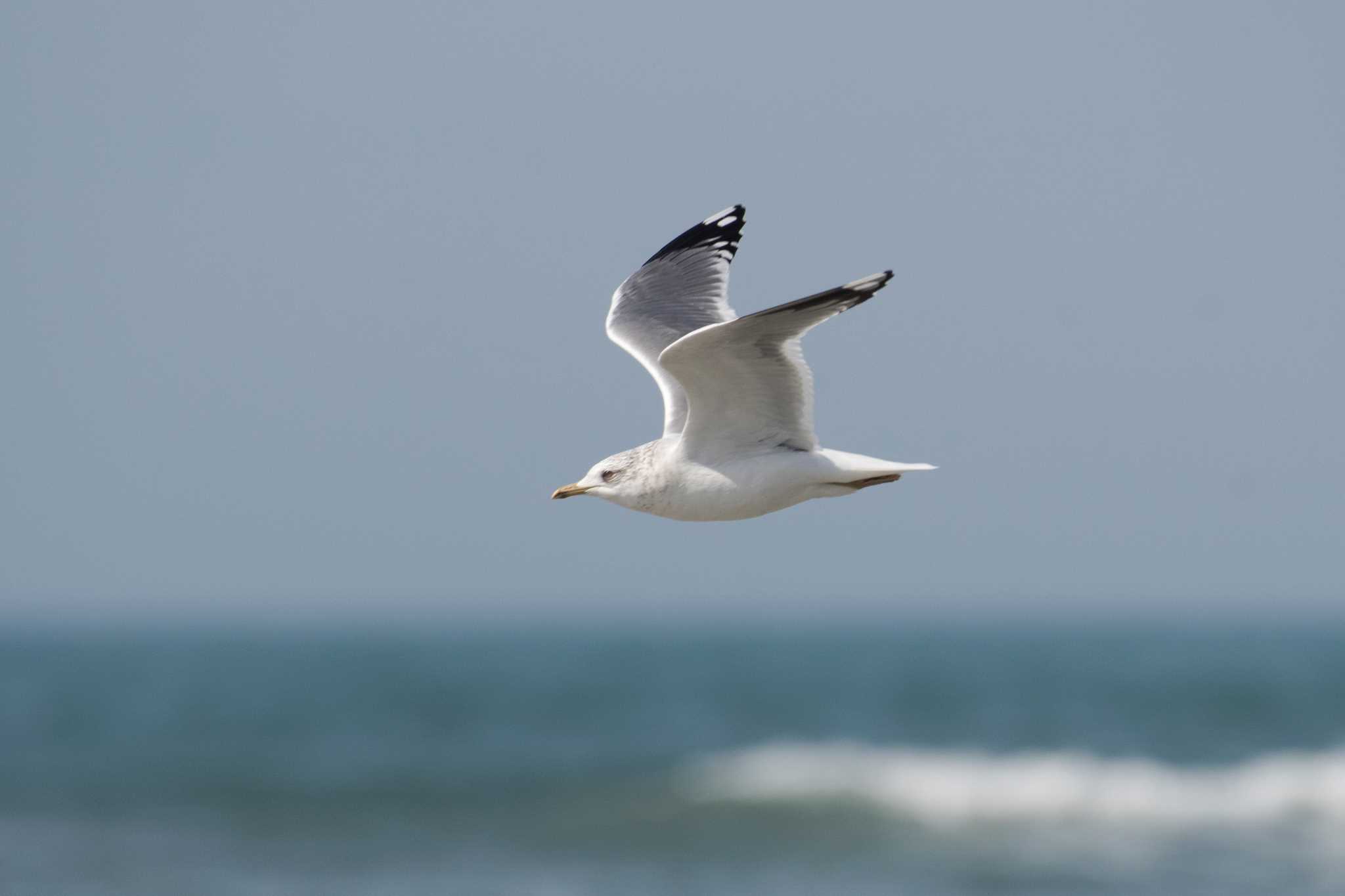 Photo of Common Gull at 石川県羽咋市 by 倶利伽羅