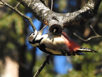 2022年12月1日(木) 帯広市 グリーンパークの野鳥観察記録