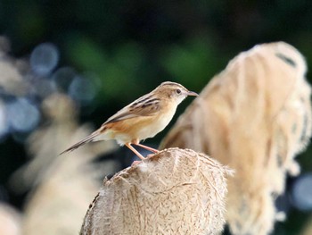 Golden-headed Cisticola 大保ダム Mon, 12/5/2022