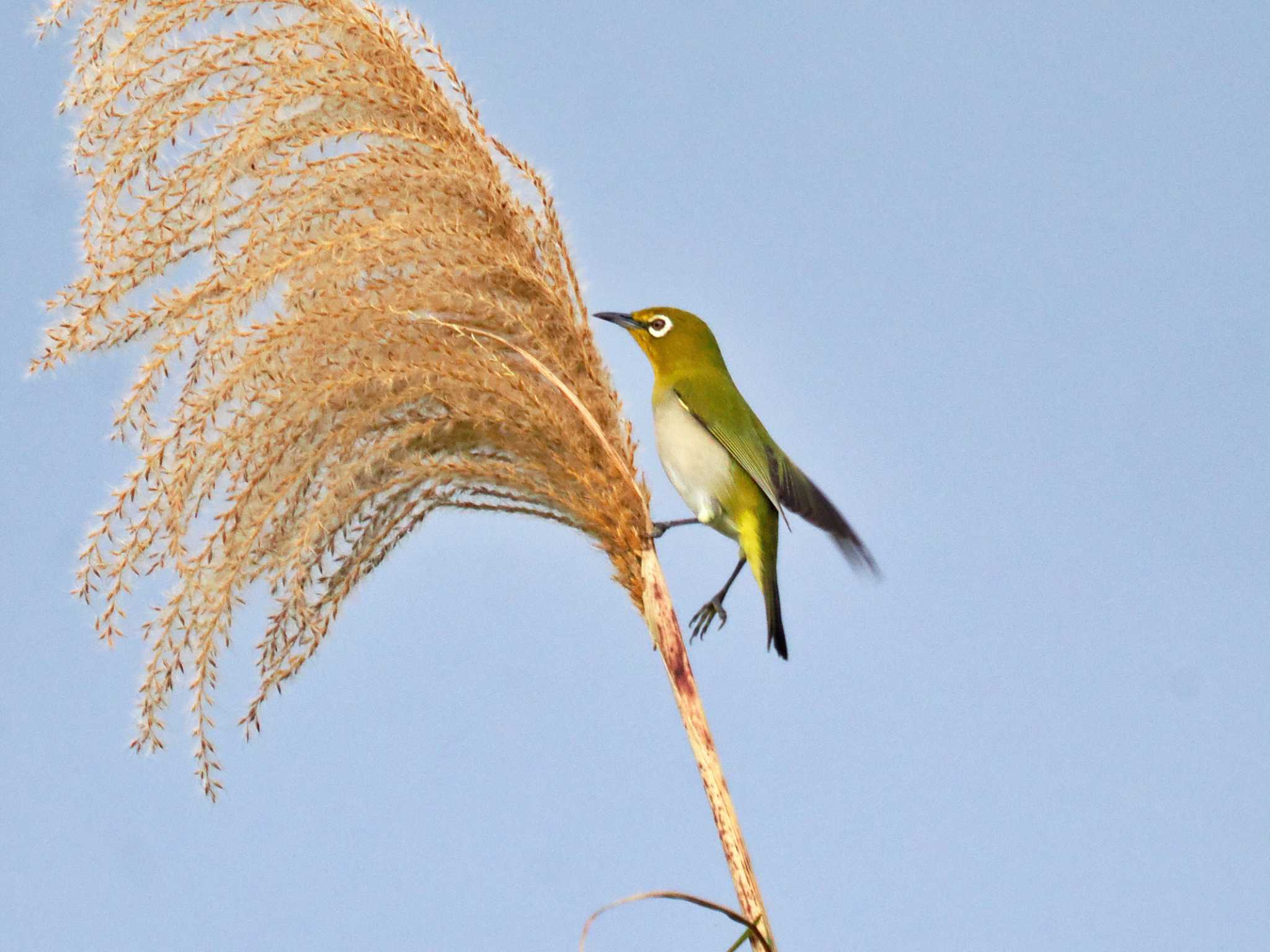 Photo of ヒメメジロ at 大保ダム by 藤原奏冥