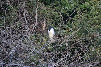 ゴイサギ 明石公園 2018年3月4日(日)