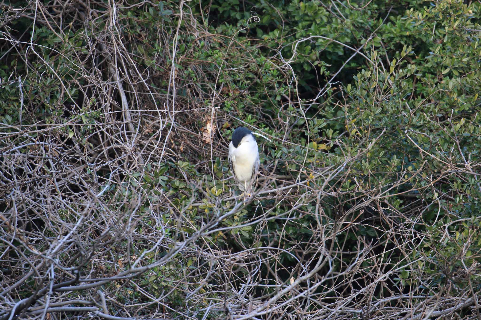 Black-crowned Night Heron