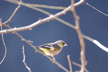 2022年12月3日(土) 富士五湖の野鳥観察記録