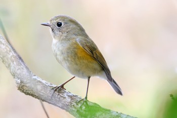 Red-flanked Bluetail Kitamoto Nature Observation Park Fri, 12/2/2022