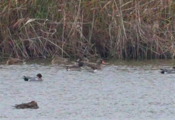 マガン 弥富野鳥園 2022年12月4日(日)