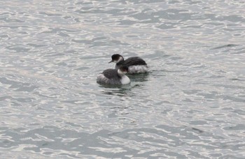 2022年12月4日(日) 藤前干潟の野鳥観察記録