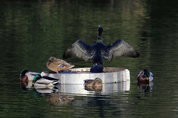 カワウ 明石公園 2018年3月4日(日)