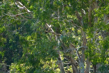 オーストラリアヘビウ Cattana Wetlands(Cairns) 2022年10月9日(日)