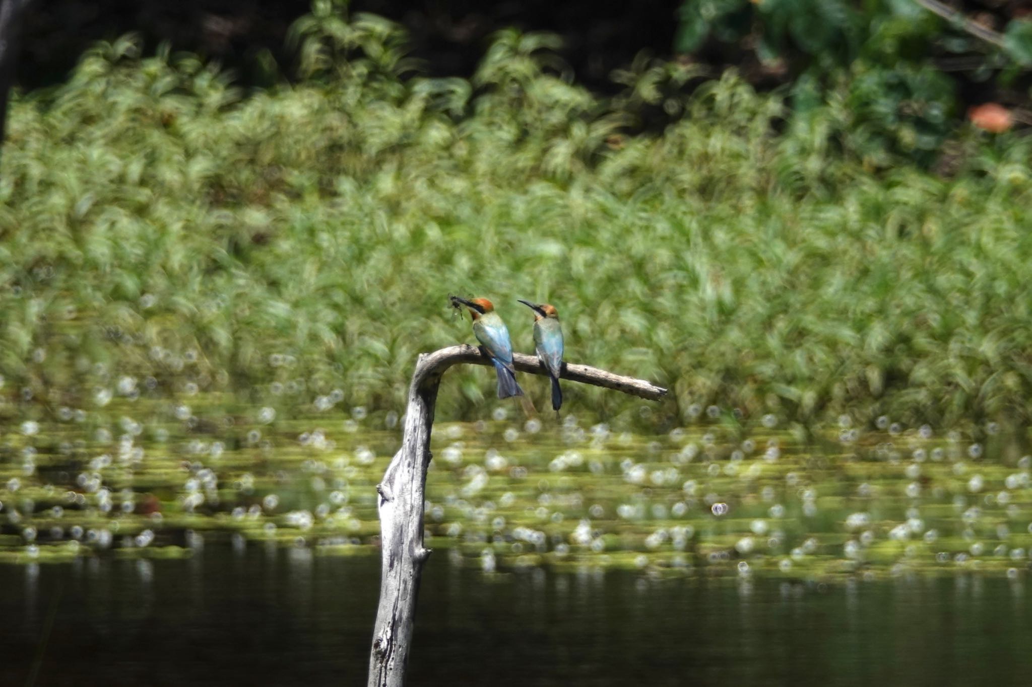 Photo of Rainbow Bee-eater at Cattana Wetlands(Cairns) by のどか