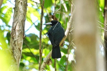 Black Butcherbird Cattana Wetlands(Cairns) Sun, 10/9/2022