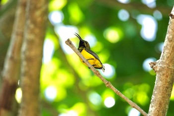 キバラタイヨウチョウ Cattana Wetlands(Cairns) 2022年10月9日(日)