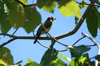 メガネコウライウグイス Cattana Wetlands(Cairns) 2022年10月9日(日)