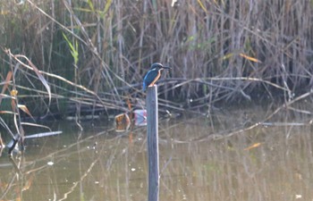 Sat, 11/6/2021 Birding report at 於大公園