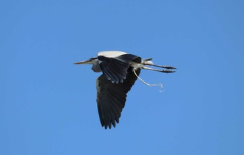 Tue, 11/23/2021 Birding report at 豊浜漁港(知多郡南知多町)