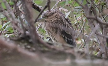 2021年11月25日(木) 於大公園の野鳥観察記録