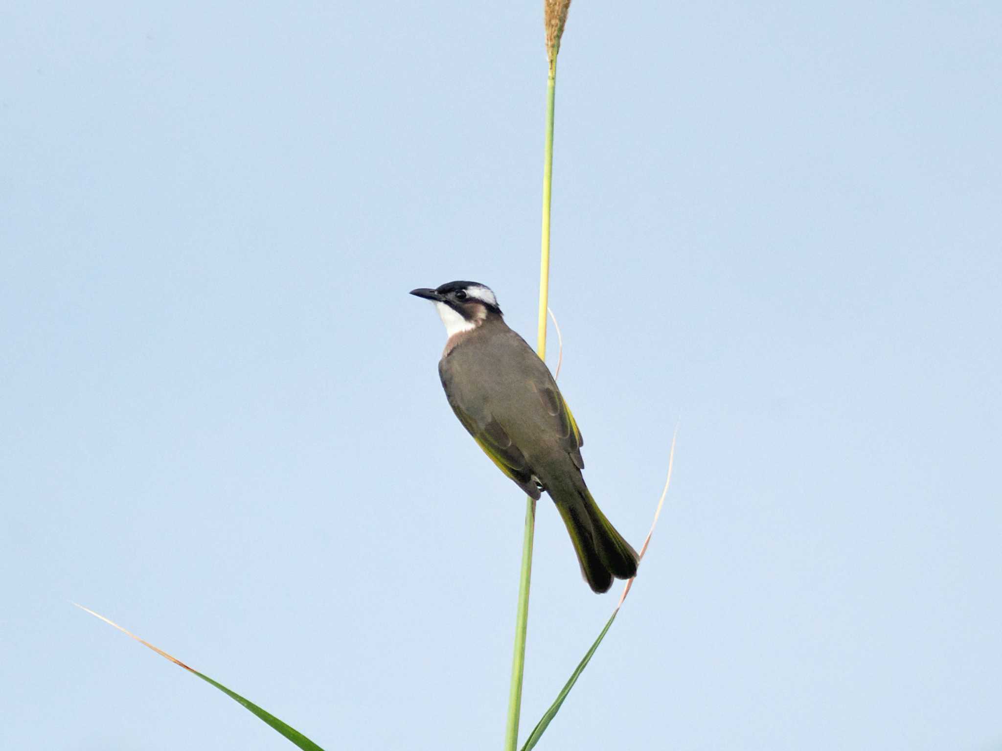 Photo of Light-vented Bulbul at 大保ダム by 藤原奏冥