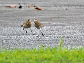 ムナグロ 大保ダム 2022年12月5日(月)