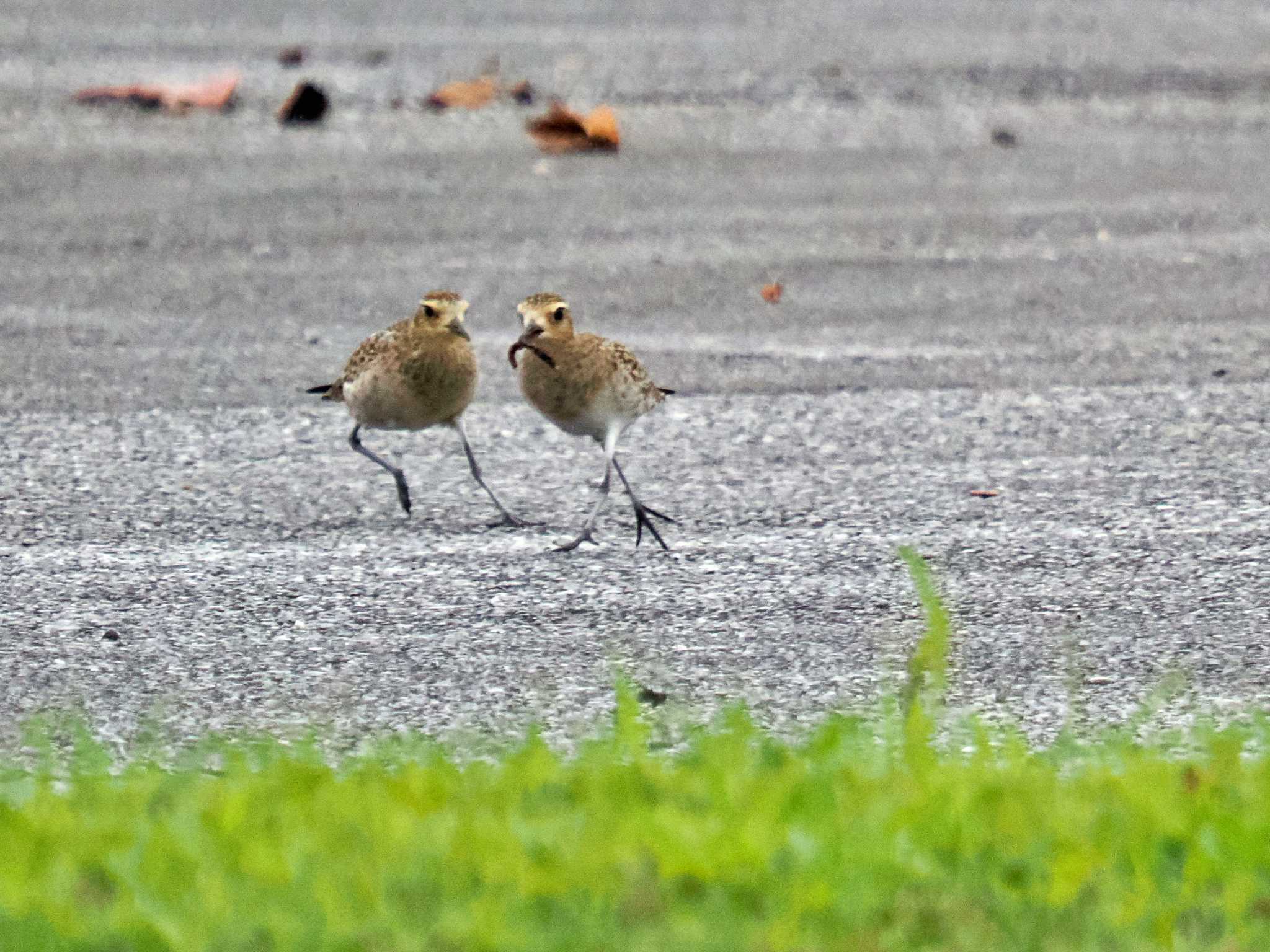 Photo of Pacific Golden Plover at 大保ダム by 藤原奏冥