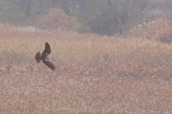 チュウヒ 渡良瀬遊水地 2022年11月22日(火)