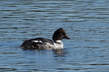 2022年12月4日(日) 東京港野鳥公園の野鳥観察記録