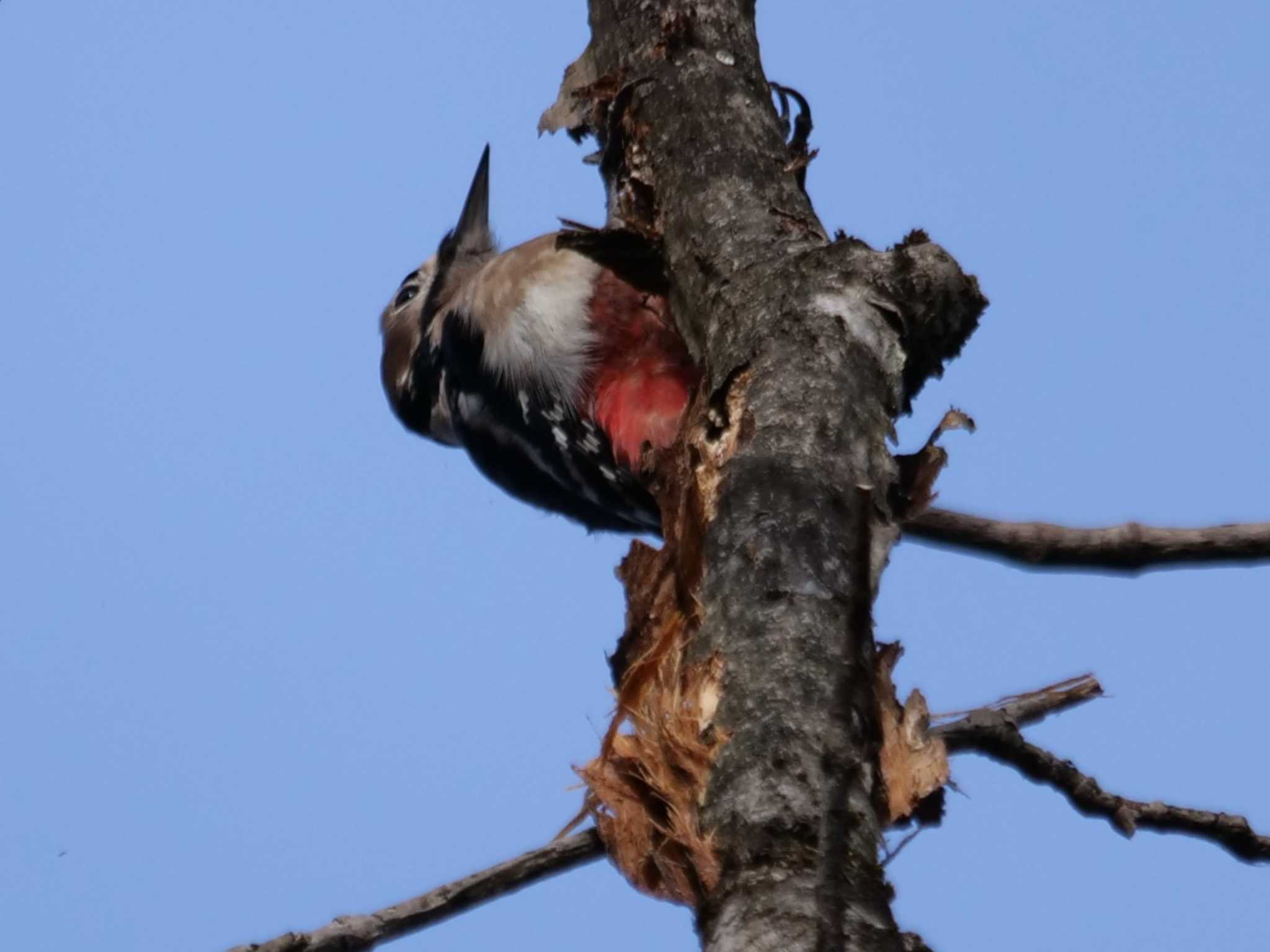 秩父 アカゲラの写真 by little birds