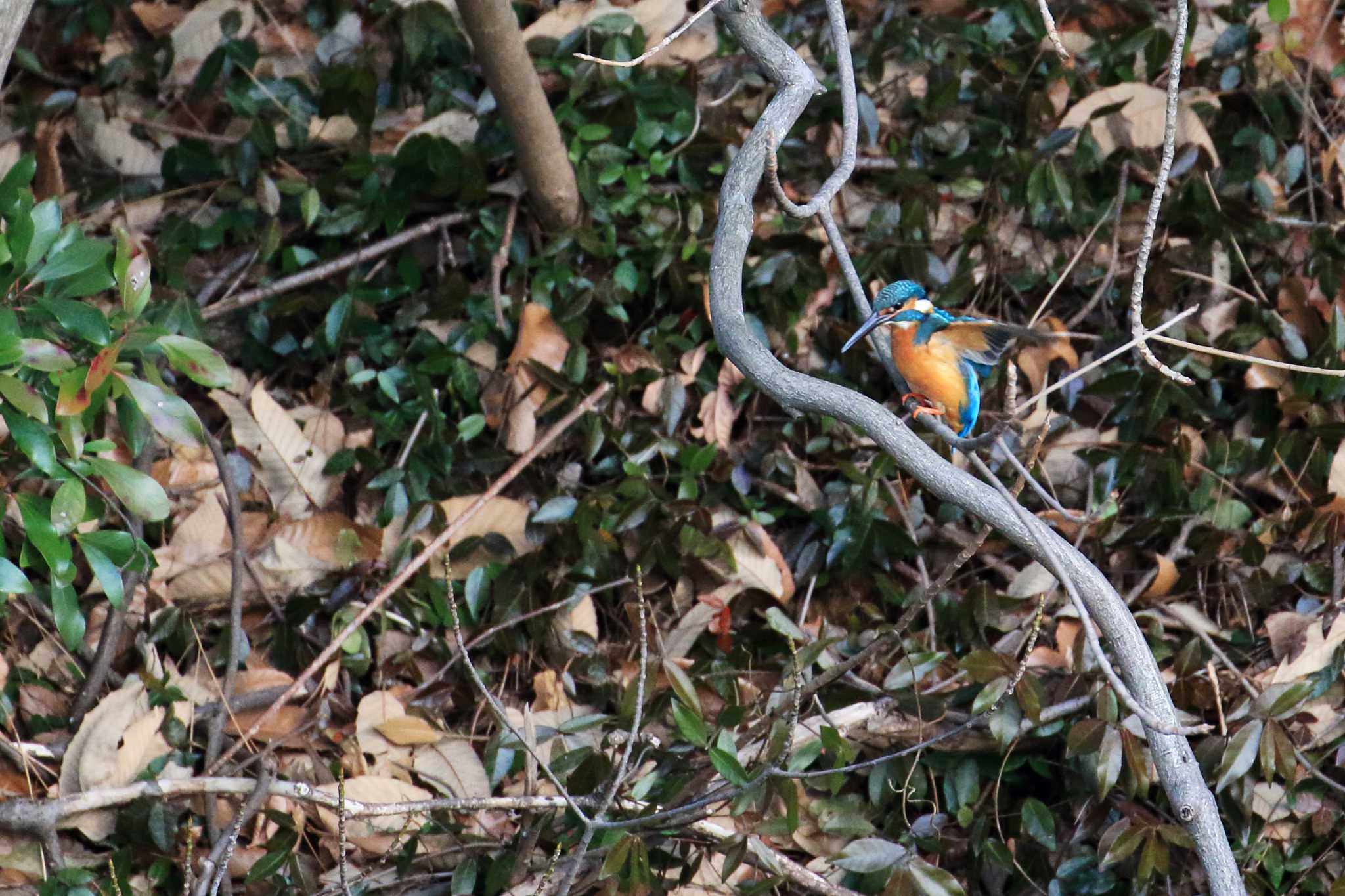 Common Kingfisher