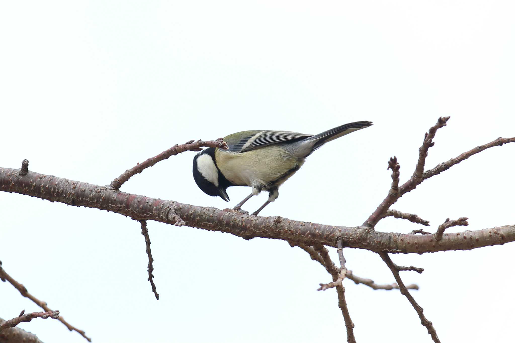 明石公園のシジュウカラ