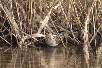 2022年12月3日(土) 境川遊水地公園の野鳥観察記録