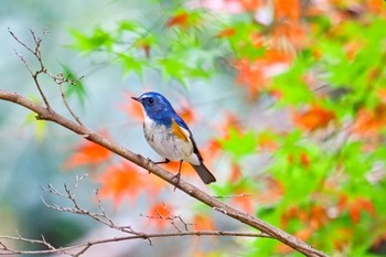 Red-flanked Bluetail 東京都 Mon, 11/28/2022