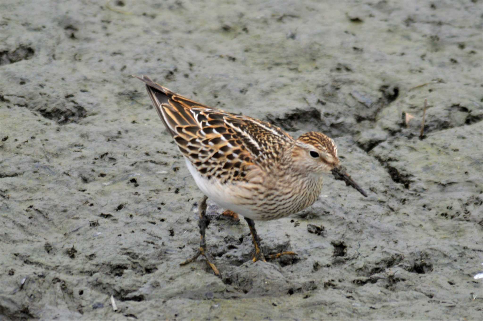 Photo of Pectoral Sandpiper at 堺市内 by IKKEN