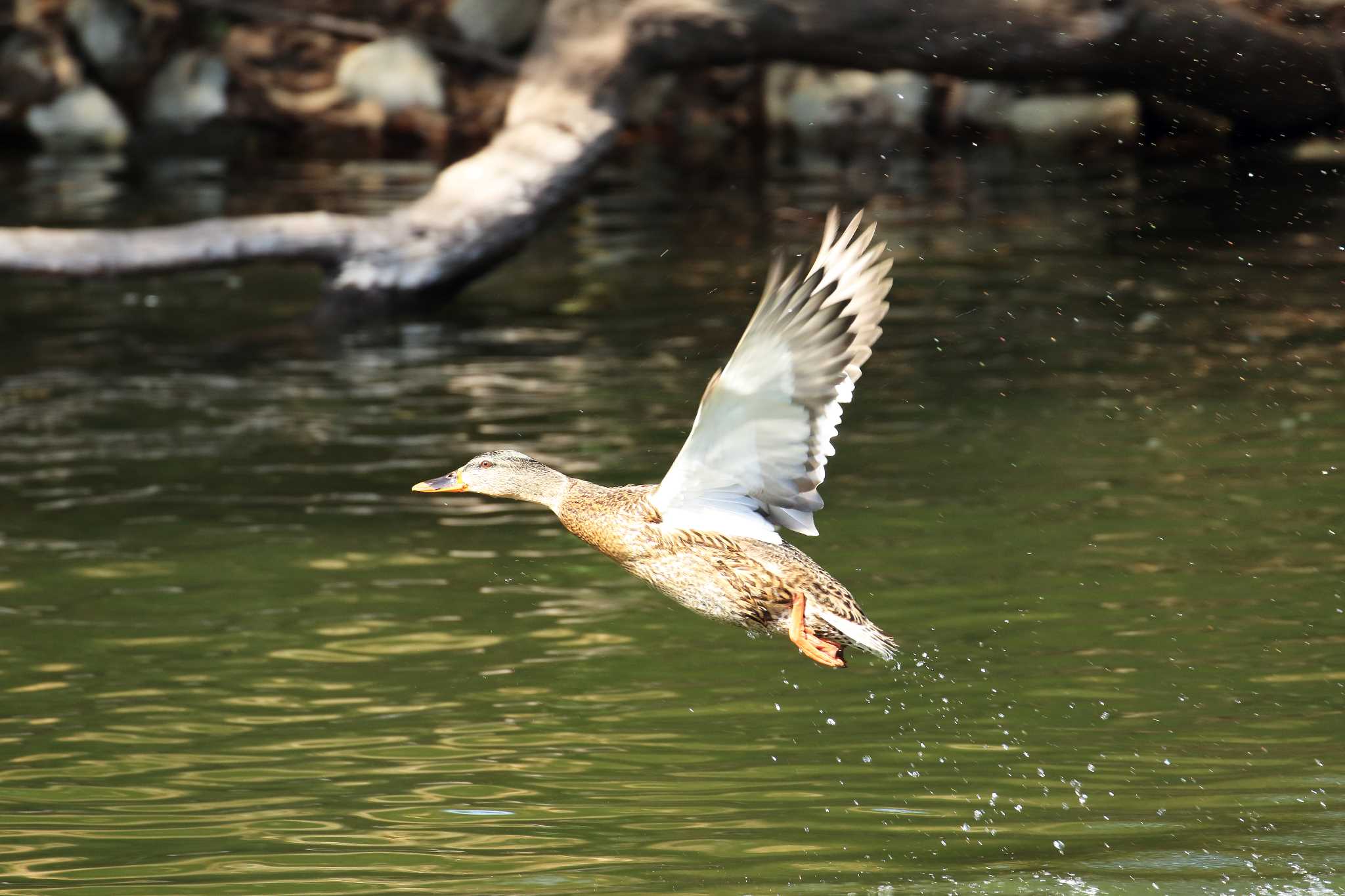 Eastern Spot-billed Duck