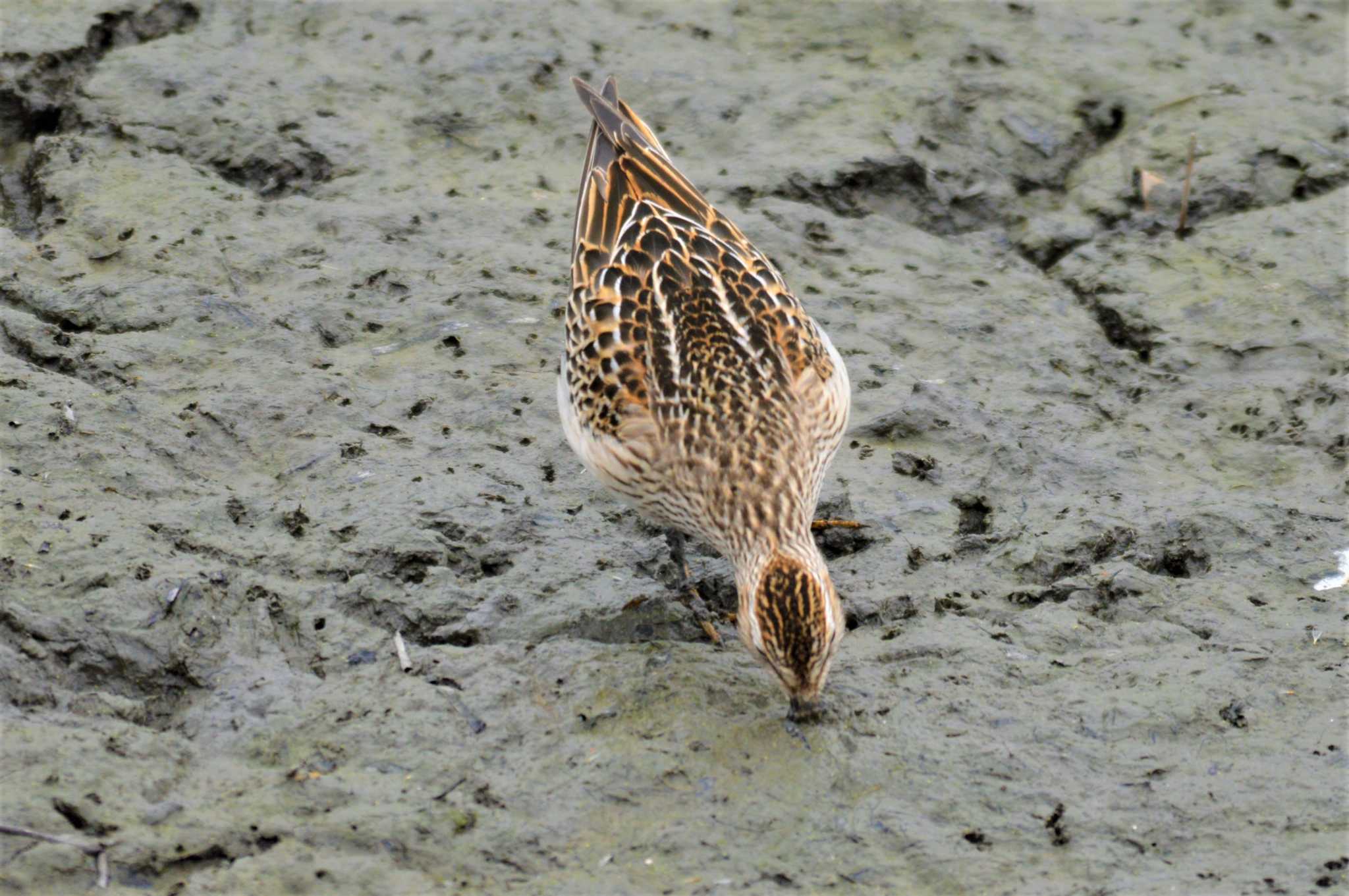 Photo of Pectoral Sandpiper at 堺市内 by IKKEN