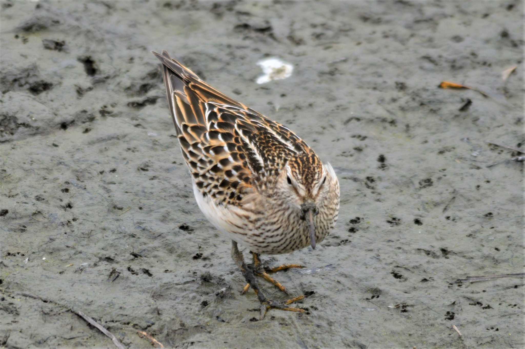 Photo of Pectoral Sandpiper at 堺市内 by IKKEN