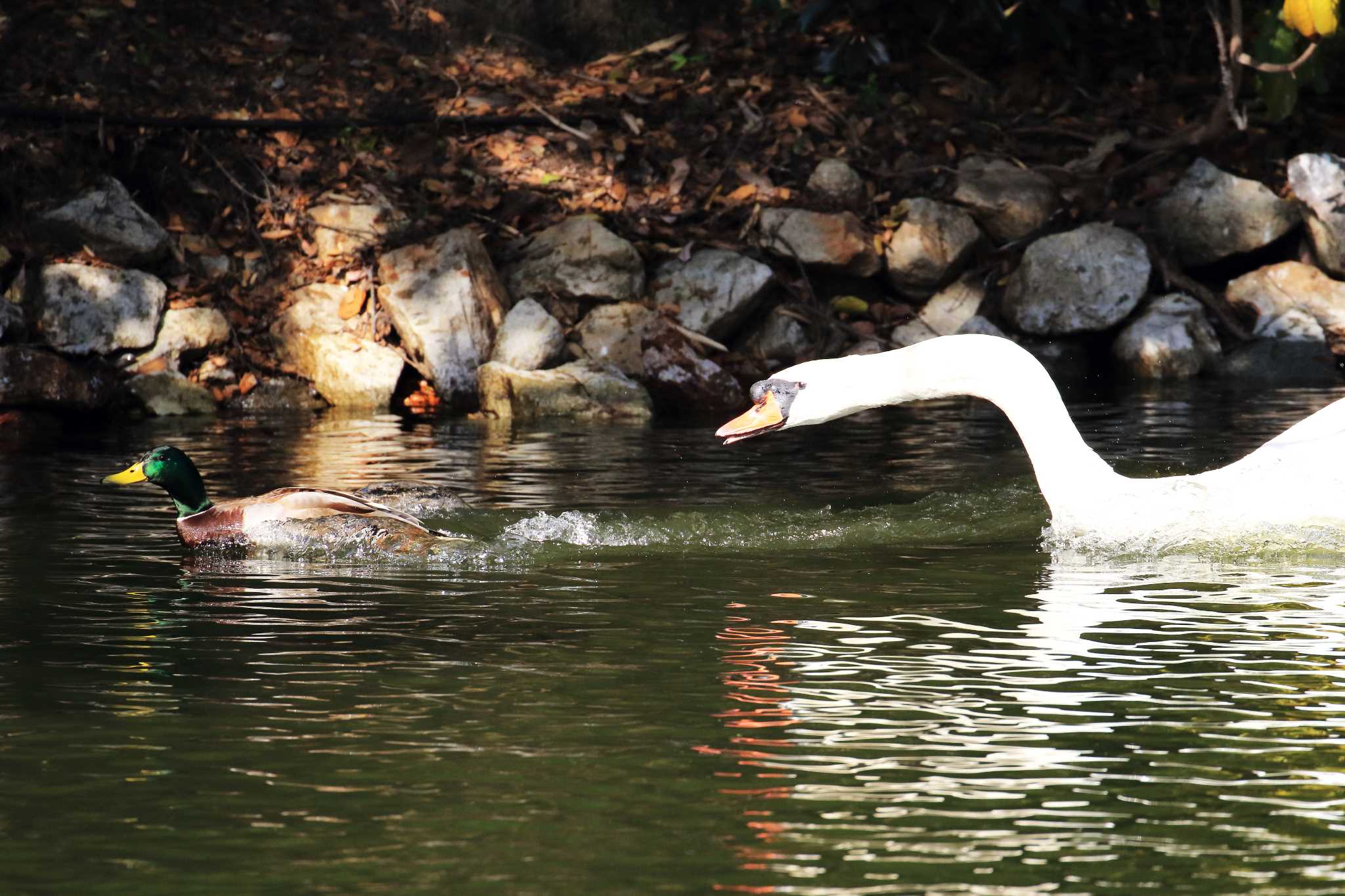 Photo of Mute Swan at Akashi Park by 明石のおやじ