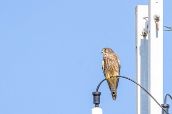 チョウゲンボウ 明石市大久保町 2022年11月5日(土)