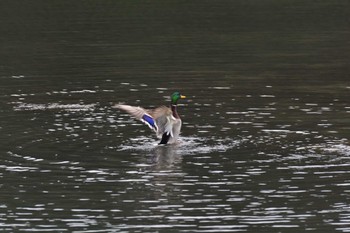 2022年12月6日(火) 長浜公園の野鳥観察記録