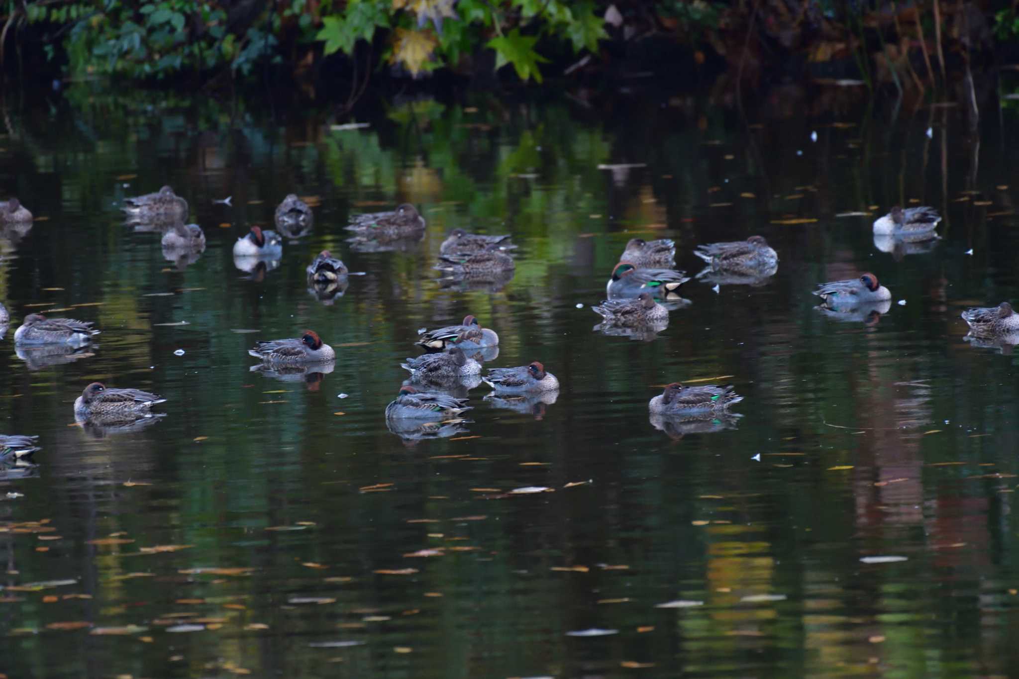 長浜公園 コガモの写真