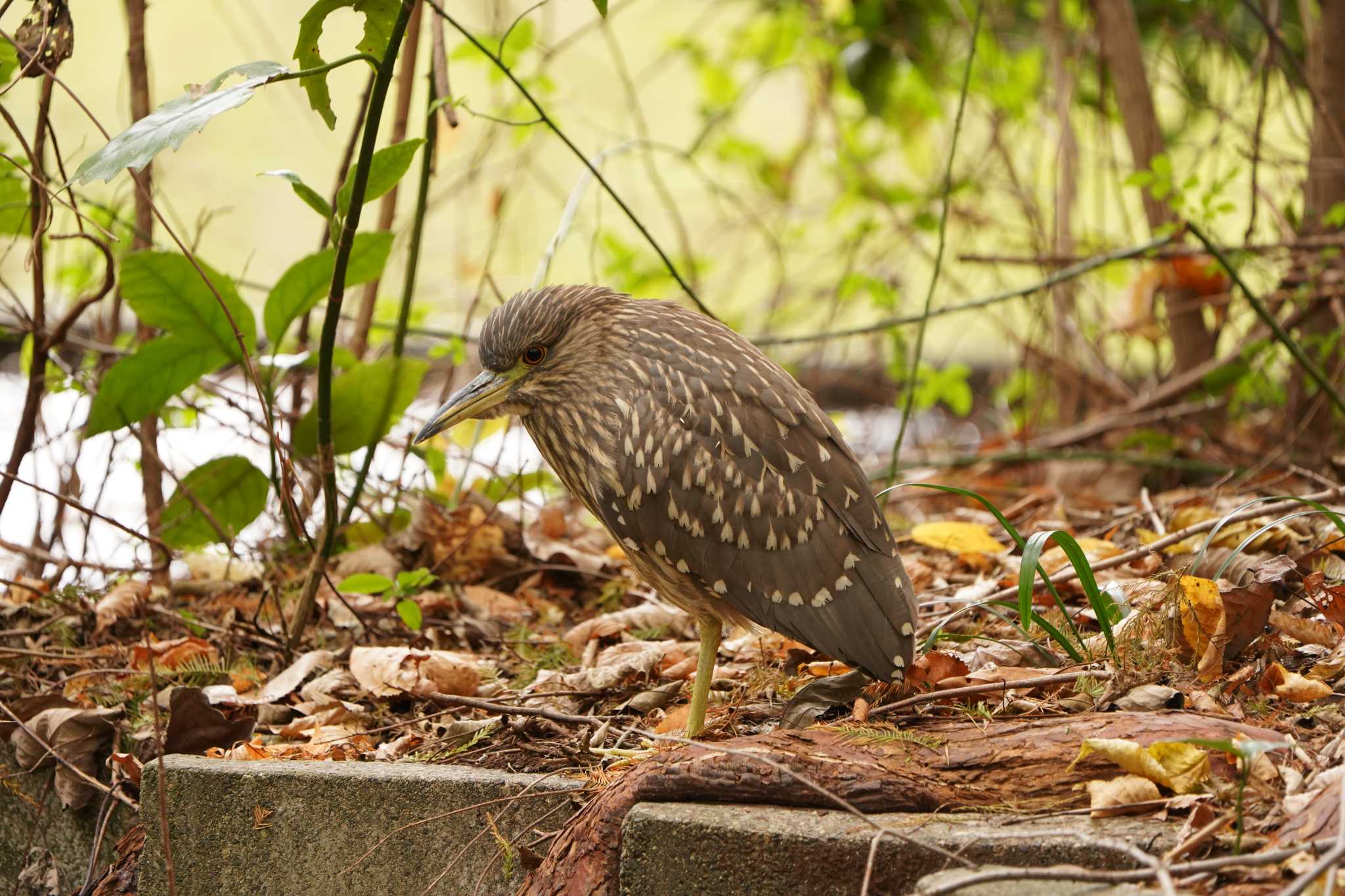 石神井公園 ゴイサギの写真