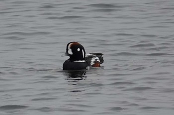 2022年10月21日(金) 稚内の野鳥観察記録